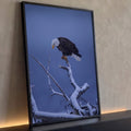 Águia-de-cabeça-branca pousada em galho coberto de neve com fundo azul, quadro decorativo