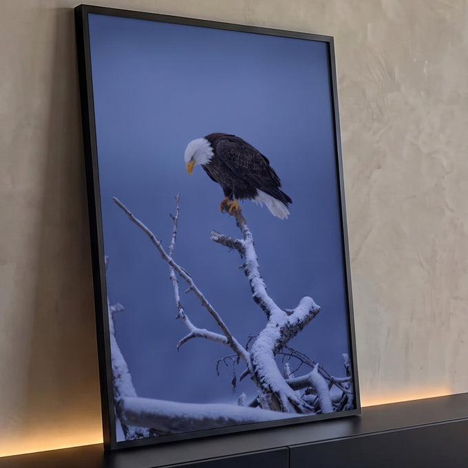 Águia-de-cabeça-branca pousada em galho coberto de neve com fundo azul, quadro decorativo