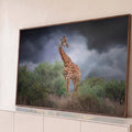 Girafa entre arbustos verdes sob céu cinza de tempestade na savana africana, fotografia, quadro decorativo