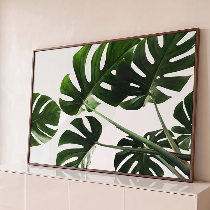 Quadro Decorativo Grande Folhas de Costela para Sala Verde | quadros decorativos para sala | folhas verdes de Monstera recortadas vistas de baixo contra fundo branco | Porao dos Quadros