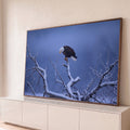 Quadro Decorativo Grande Águia Galho Nevado para Sala | quadros decorativos para sala | águia americana pousada em galho nevado contra céu azul de entardecer | Porao dos Quadros