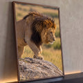 Leão macho de juba negra caminhando sobre rocha na savana dourada, fotografia realista, quadro decorativo