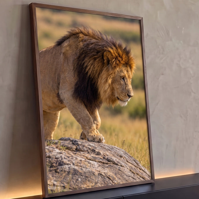 Leão macho de juba negra caminhando sobre rocha na savana dourada, fotografia realista, quadro decorativo