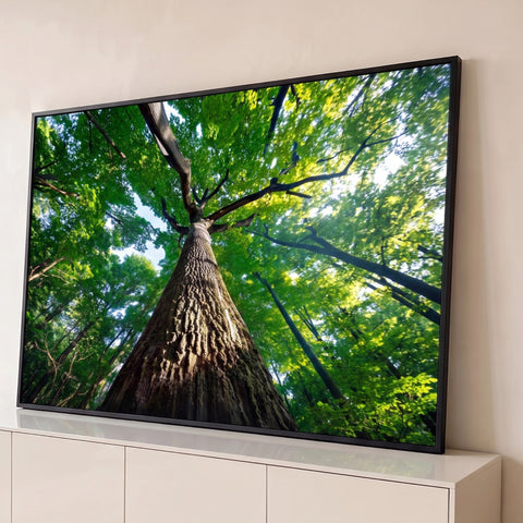 Tronco de árvore gigante visto de baixo com copa verde e luz do sol na floresta, quadro decorativo