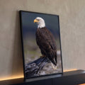 Águia de cabeça branca de perfil pousada em tronco seco com fundo desfocado, quadro decorativo
