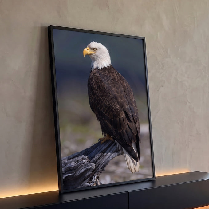Águia de cabeça branca de perfil pousada em tronco seco com fundo desfocado, quadro decorativo