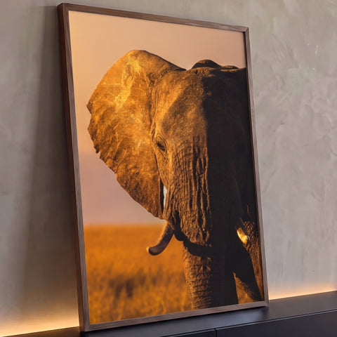 Elefante africano em close com orelha iluminada pela luz dourada do pôr do sol na savana, quadro decorativo