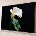 Quadro Decorativo Grande Copo de Leite para Sala Branco | quadros decorativos para sala | flor copo-de-leite branca com gotas de água e centro amarelo em fundo preto | Porao dos Quadros