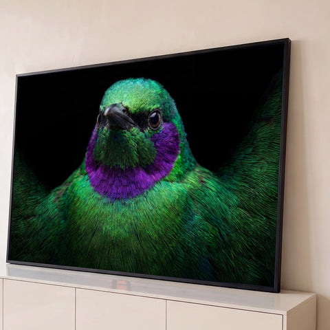 Close de pássaro de penas verdes metálicas e colar roxo vibrante sobre fundo preto, quadro decorativo