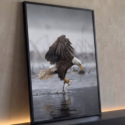Águia-de-cabeça-branca de asas abertas capturando peixe em lago cinza com neblina, quadro decorativo