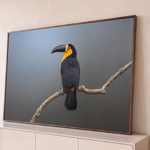Tucano preto de garganta amarela pousado em galho seco sobre fundo cinza-azulado, quadro decorativo