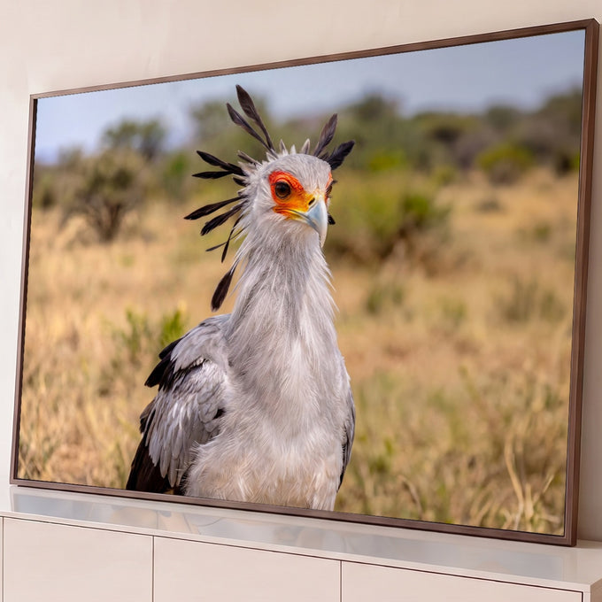 Pássaro secretário com crista preta e máscara laranja em close na savana africana dourada, quadro decorativo