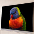 Lóris-arco-íris em close com cabeça azul, bico vermelho e peito laranja sobre fundo preto, quadro decorativo