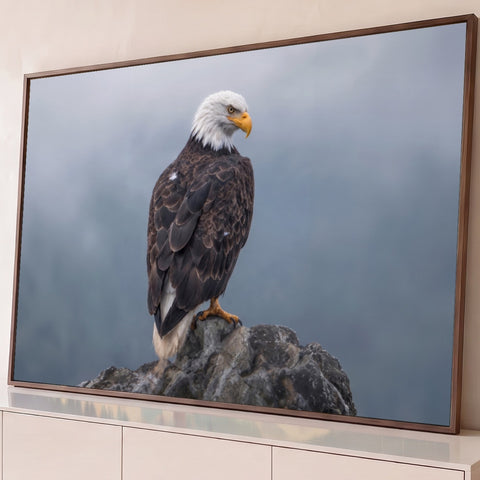 Águia americana de cabeça branca pousada em rocha com fundo de neblina cinza, quadro decorativo