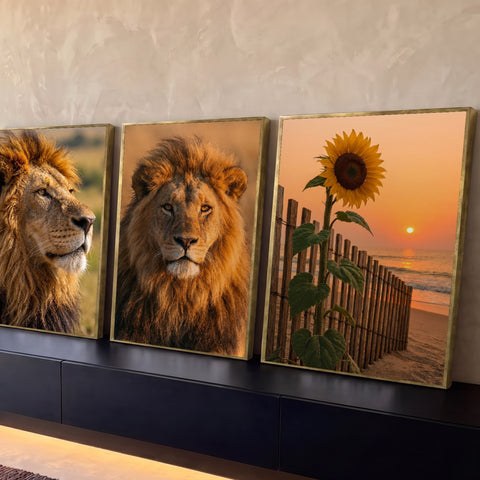 Quadro Decorativo Kit 3 Telas Leões Dourados para Sala | quadros decorativos para sala | dois retratos de leão com juba dourada e girassol numa praia ao pôr do sol | Porao dos Quadros