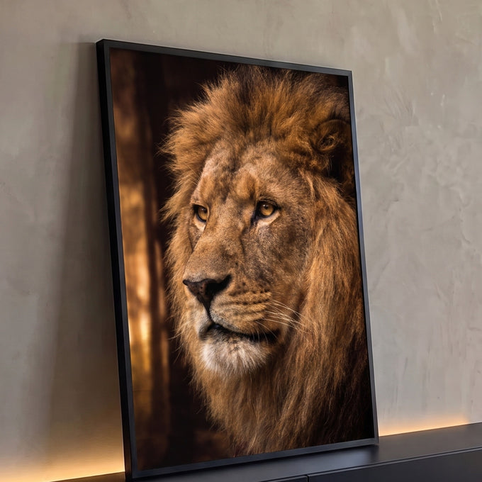Close de leão com juba farta e olhos âmbar olhando de lado sobre fundo escuro, quadro decorativo