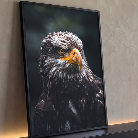 Águia jovem em close com penas marrons malhadas, bico laranja e fundo escuro desfocado, quadro decorativo