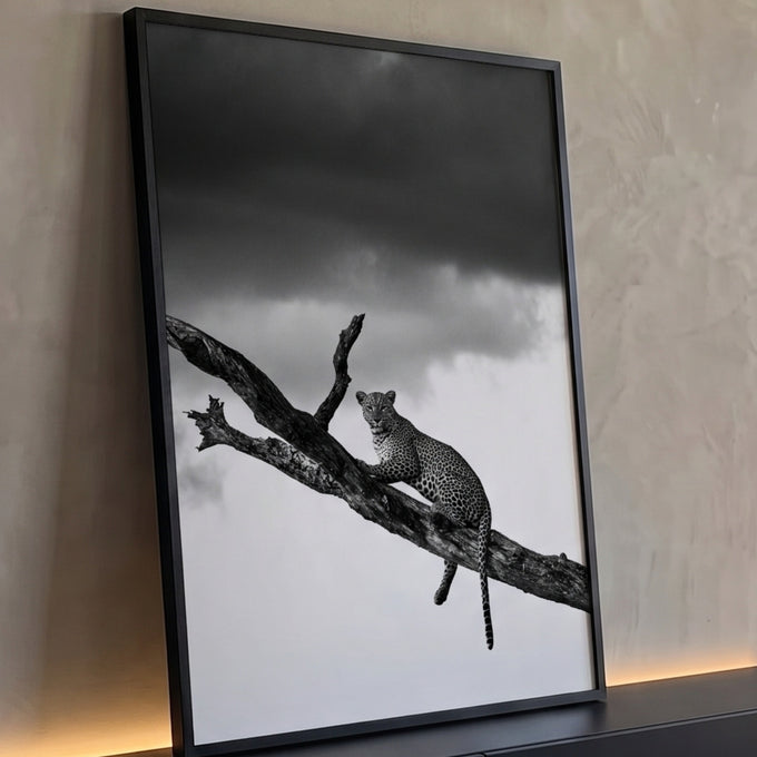 Leopardo em árvore seca olhando à frente sob céu de tempestade, fotografia preto e branco, quadro decorativo