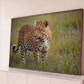 Leopardo de olhar atento caminhando em prado verde com flores lilás, fotografia, quadro decorativo
