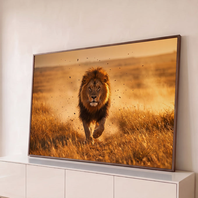 Leão de juba farta avançando de frente na savana dourada, poeira no ar ao entardecer, quadro decorativo
