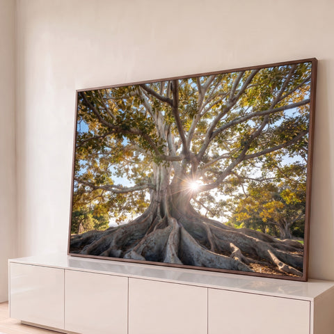Figueira gigante com raízes expostas e sol brilhando entre galhos verdes, quadro decorativo
