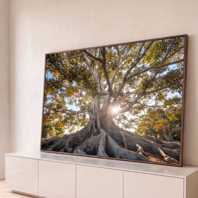 Quadro Decorativo Grande Árvore com Raízes Verde para Sala | quadros decorativos para sala | árvore de grande porte com raízes expostas e sol brilhando entre os galhos | Porao dos Quadros