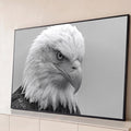 Quadro Decorativo Grande Águia Americana Preto para Sala | quadros decorativos para sala | retrato em preto e branco de águia de cabeça branca com gota no bico | Porao dos Quadros