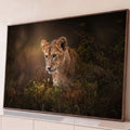 Filhote de leão de olhar atento entre folhagens verdes em fundo escuro e dourado, quadro decorativo