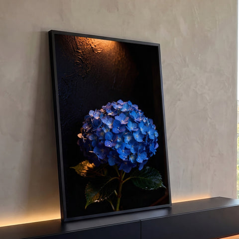 Hortênsia azul com gotas de orvalho em fundo escuro iluminado por luz dourada, quadro decorativo