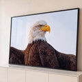 Pintura realista de águia-de-cabeça-branca de perfil com asas abertas e céu claro, quadro decorativo