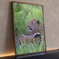 Leopardo deitado no capim verde olhando para trás com a língua de fora, quadro decorativo