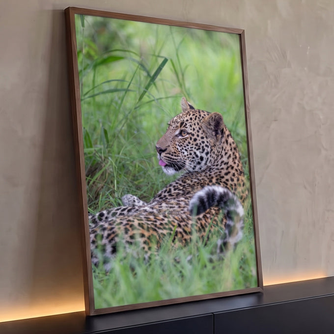 Leopardo deitado no capim verde olhando para trás com a língua de fora, quadro decorativo