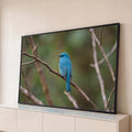 Pássaro papa-moscas azul-turquesa pousado em galho seco com fundo verde desfocado, quadro decorativo