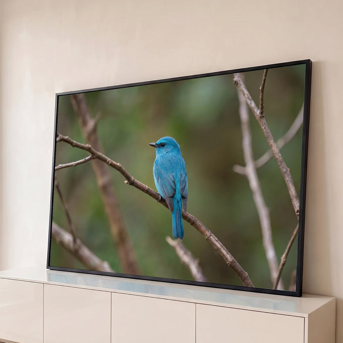 Pássaro papa-moscas azul-turquesa pousado em galho seco com fundo verde desfocado, quadro decorativo