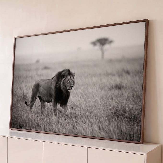 Leão de juba escura caminhando na savana enevoada com acácia ao fundo, em preto e branco, quadro decorativo