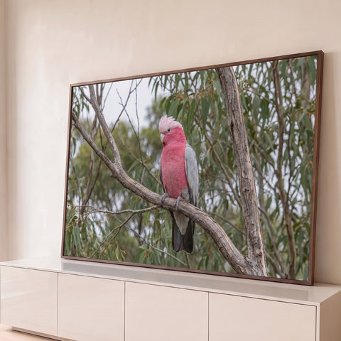 Cacatua-rosa de asas cinza pousada em galho seco entre folhas verdes de eucalipto, quadro decorativo