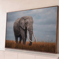 Elefante africano de presas longas caminhando no capim dourado sob céu cinza nublado, quadro decorativo
