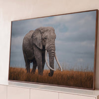 Quadro Decorativo Grande Elefante com Presas para Sala Cinza - Borda Infinita / 65x100cm