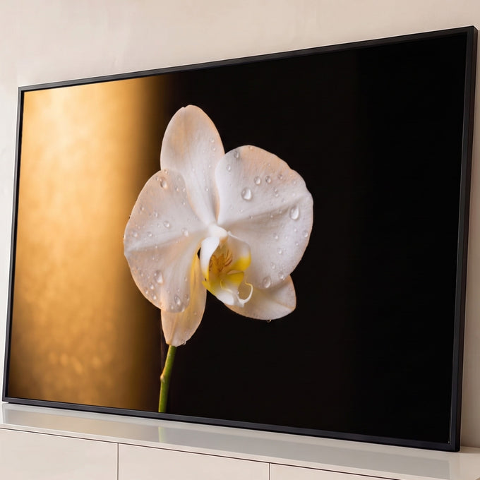 Quadro Decorativo Grande Orquídea Branca para Sala Branco | quadros decorativos para sala | orquídea branca com gotas de água sobre fundo dourado e preto | Porao dos Quadros