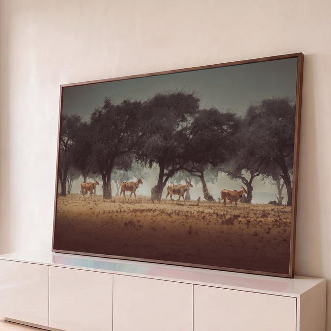 Quatro antílopes elandes caminhando sob acácias na savana africana enevoada, quadro decorativo