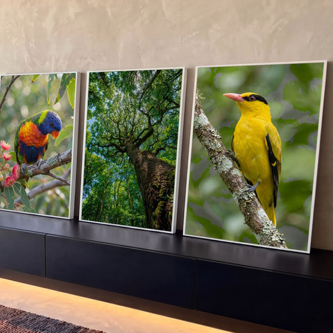 Quadro Decorativo Kit 3 Telas Aves Coloridas para Sala Verde | quadros decorativos para sala | tríptico com periquito colorido, copa de árvore e pássaro amarelo em galhos | Porao dos Quadros