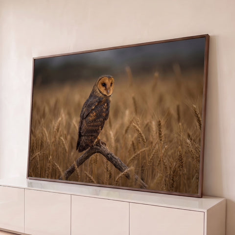 Coruja de plumagem marrom pousada em galho seco no meio de um campo de trigo dourado, quadro decorativo