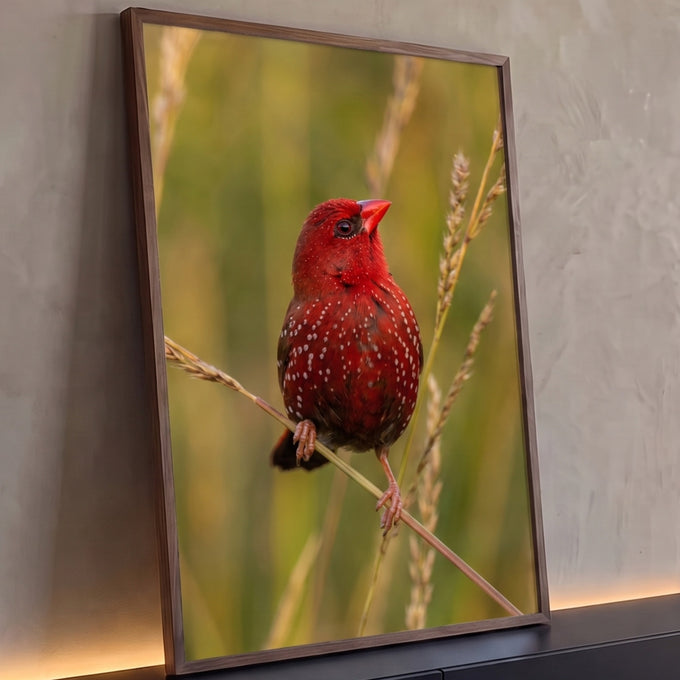 Pássaro vermelho com pintas brancas pousado em haste de capim sobre fundo verde desfocado, quadro decorativo