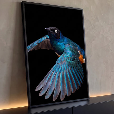 Pássaro estorninho azul iridescente de asas abertas em voo sobre fundo preto, quadro decorativo