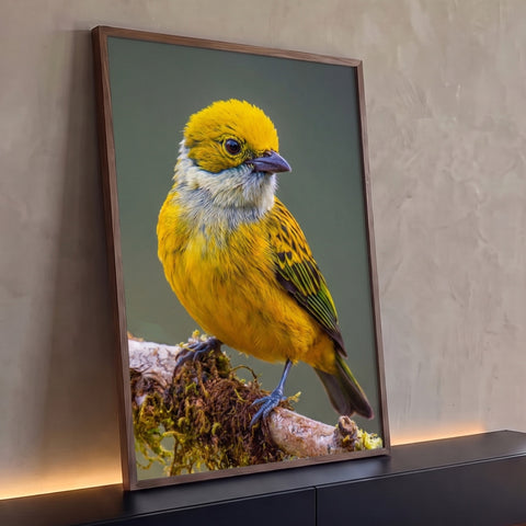 Pássaro tropical amarelo com asas verdes pousado em galho com musgo, fundo desfocado, quadro decorativo
