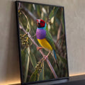 Pássaro Diamante-de-Gould colorido pousado em galho de eucalipto com fundo verde desfocado, quadro decorativo