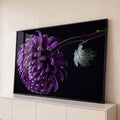 Quadro Decorativo Grande Crisântemo para Sala Roxo | quadros decorativos para sala | crisântemo roxo em close com pétalas cobertas de gotas de orvalho sobre fundo preto | Porao dos Quadros