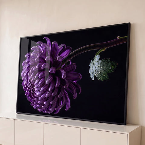 Crisântemo roxo em close com gotas de orvalho nas pétalas e folha verde sobre fundo preto, quadro decorativo