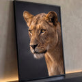 Quadro Decorativo Grande Leoa em Retrato para Sala Dourado | quadros decorativos para sala | leoa em close com olhos âmbar e bigodes brancos sobre fundo cinza | Porao dos Quadros