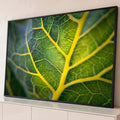 Folha verde fotografada em close com nervuras amarelas e textura rendada, fundo desfocado, quadro decorativo
